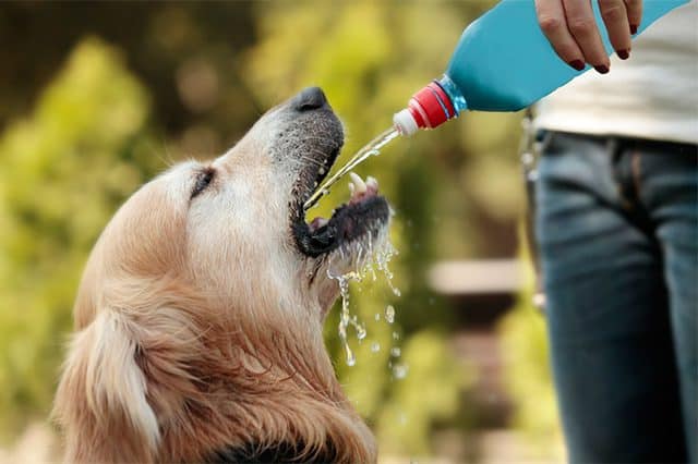 Give your dog electrolyte solution