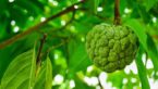 30+Health Benefits Of Custard Apple That You Should Know