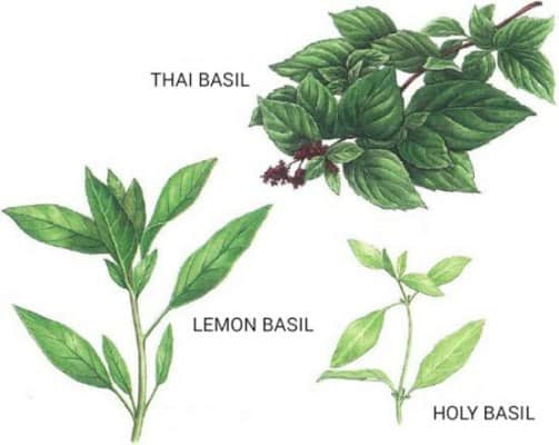 Holy basil and basil difference