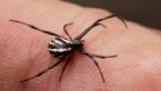 8 Proven Home Remedies For Wolf Spider Bite