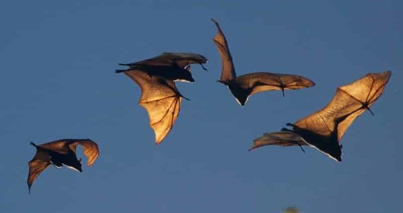  Home Remedies To Get Rid Of Bats