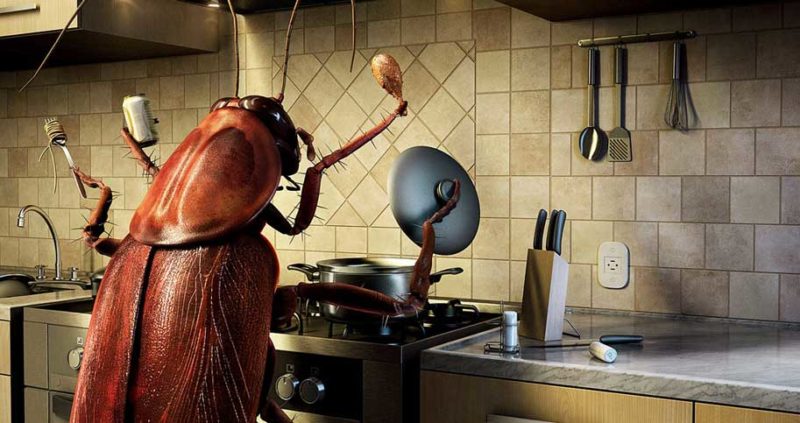 13 Most Effective Home Remedies To Get Rid Of Roaches