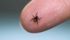 15 Effective Home Remedies To Treat Chigger Bites