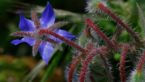 Proven Health Benefits Of Borage Seed Oil