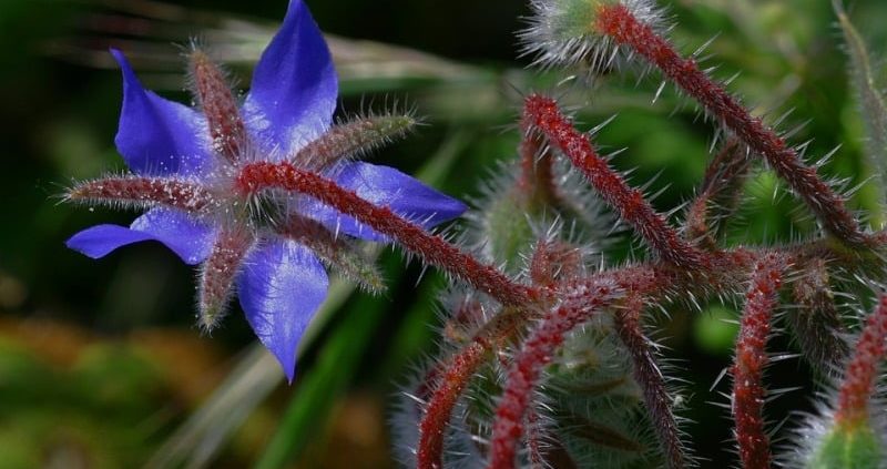 Proven Health Benefits Of Borage Seed Oil
