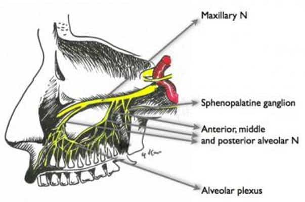 The maxillary nerve