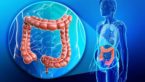 Transverse Colon : How To Keep It Healthy & Its Significance?