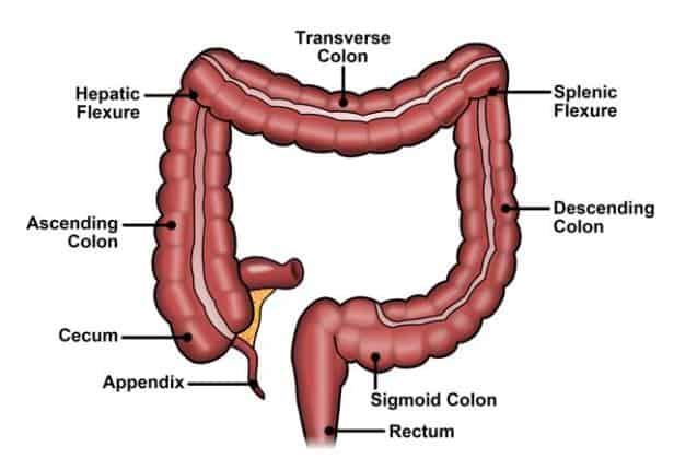 Transverse colon