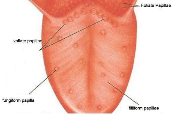 What are enlarged papillae