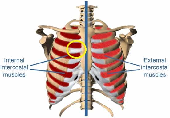 What are intercostal muscles