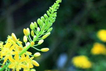 6 Proven Health Benefits Of Bulbine Natalensis +Side Effects & Dosage