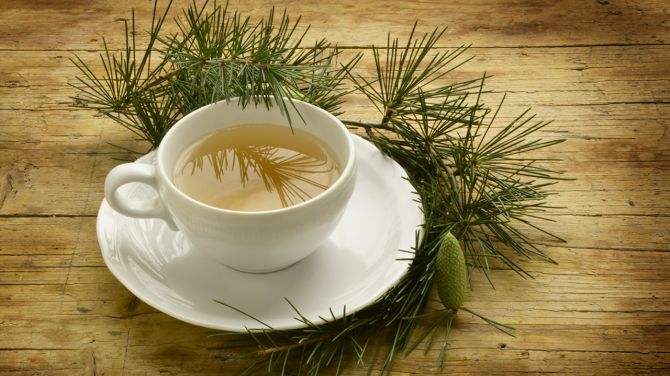 Pine Needle Tea