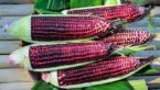 11 Healing Properties of Purple Corn That Many Dont Know
