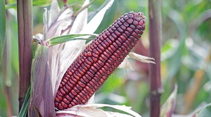 What is purple corn