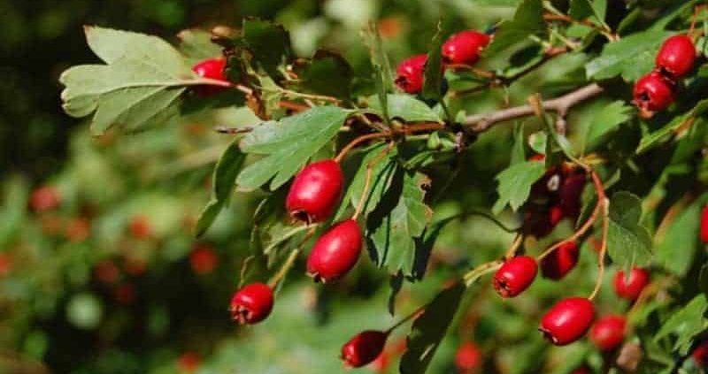 16 Health Benefits Of Hawthorn Berry