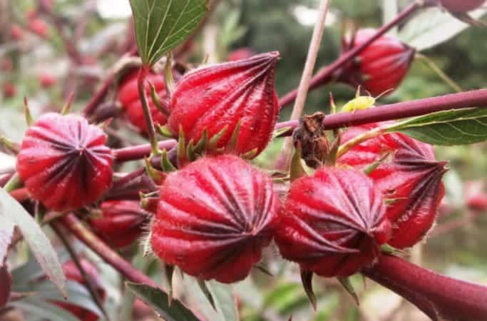 11 Health Benefits & Uses Of Red Roselle Flower