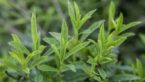 8 Health Benefits Of Tarragon That You Should Know