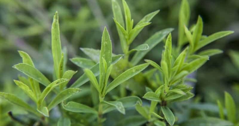 8 Health Benefits Of Tarragon That You Should Know