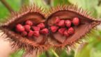 Annatto Extract : Health Benefits + Safe To Use Or Not
