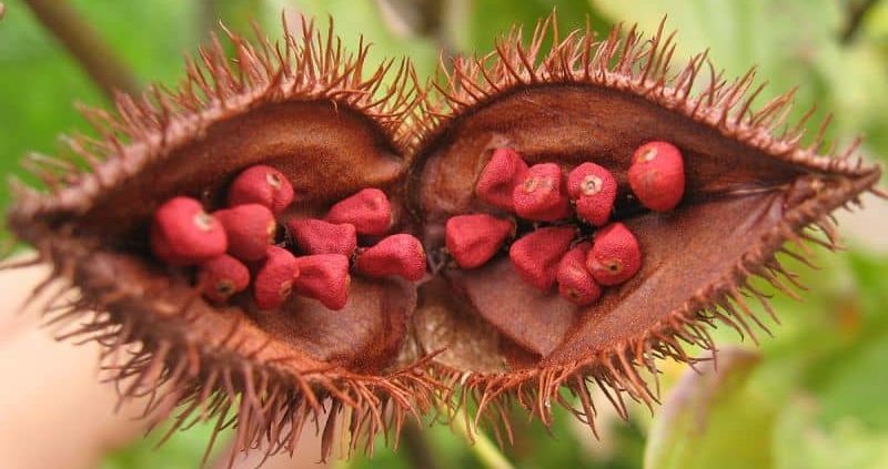 Annatto Extract : Health Benefits + Safe To Use Or Not