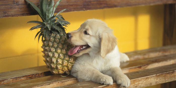 Can Dog eat pineapples