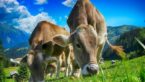 Cow Urine  : 31 Health Benefits ,How To Drink