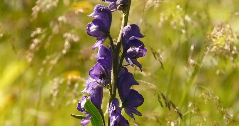 Aconite : Uses, Dosage,Health Benefits,Side Effect (*Complete Guide)