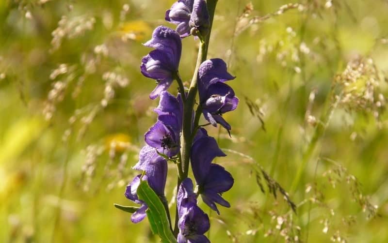 Aconite Uses Dosage Health Benefits Side Effect Complete Guide