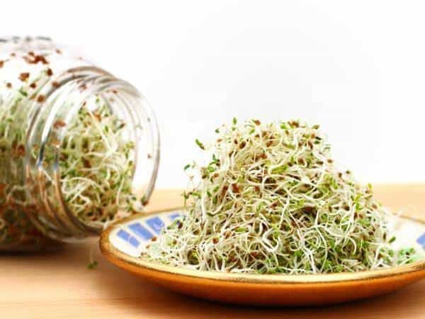 Alfalfa for treating morgellon's disease