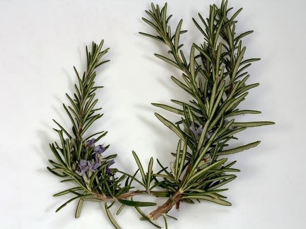 Rosemary essential oil for shaky hands