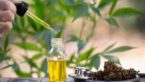 Choosing The Right CBD Oil: What to Look For