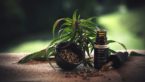 A Look Into The Validity Of The CBD Health Market: “Does CBD Work?