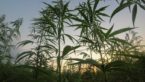 5 Conditions You Didn’t Know Hemp Could Treat