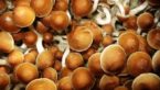 How Magic Mushrooms Can Benefit Your Health