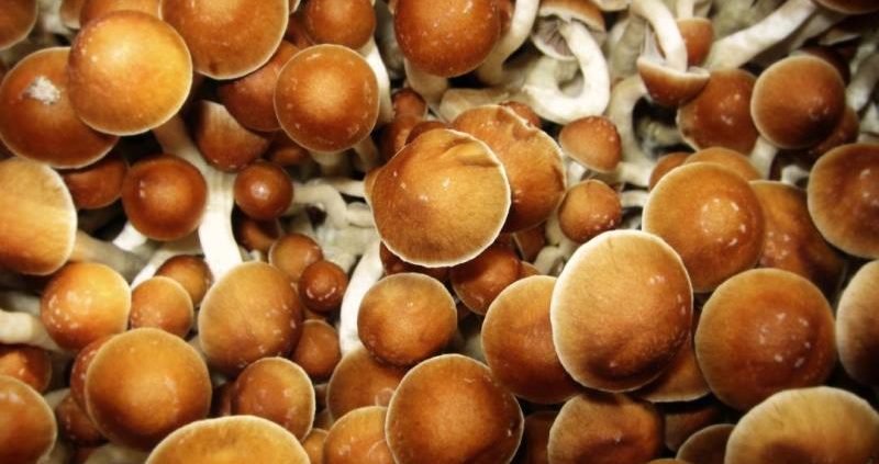 How Magic Mushrooms Can Benefit Your Health